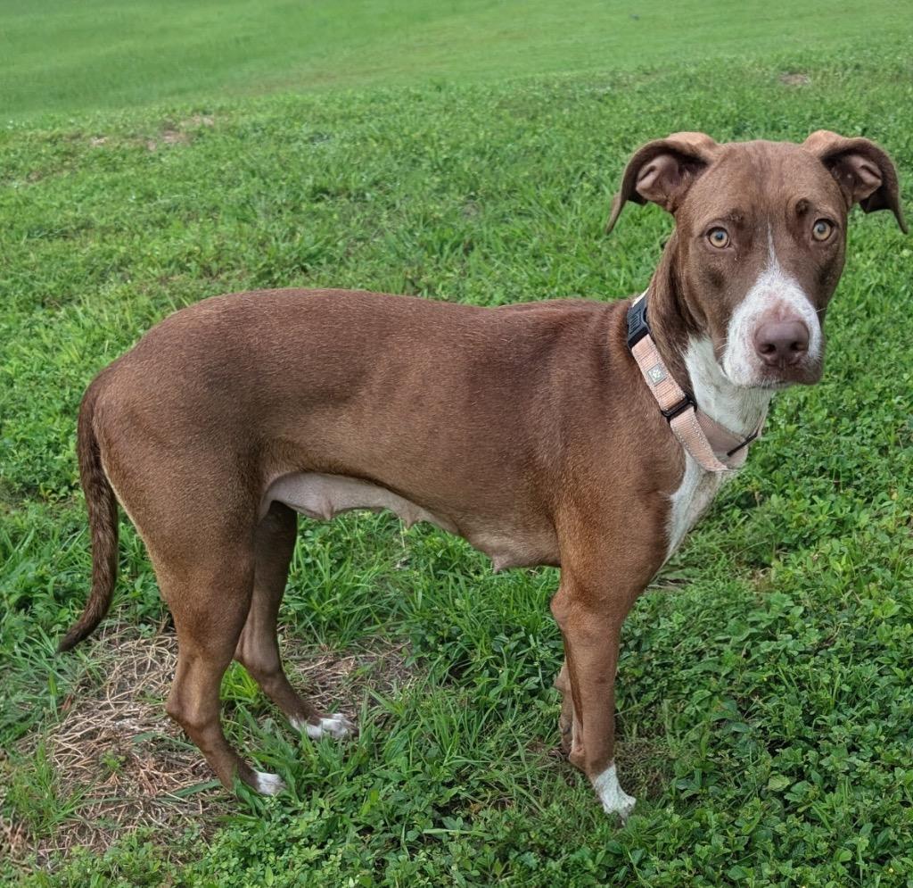 Enlarge Mon Cherie-Gentle Girl-Adoption Fee Sponsored!, a Adoptable mixed breed in Fort Myers, FL image 2/6