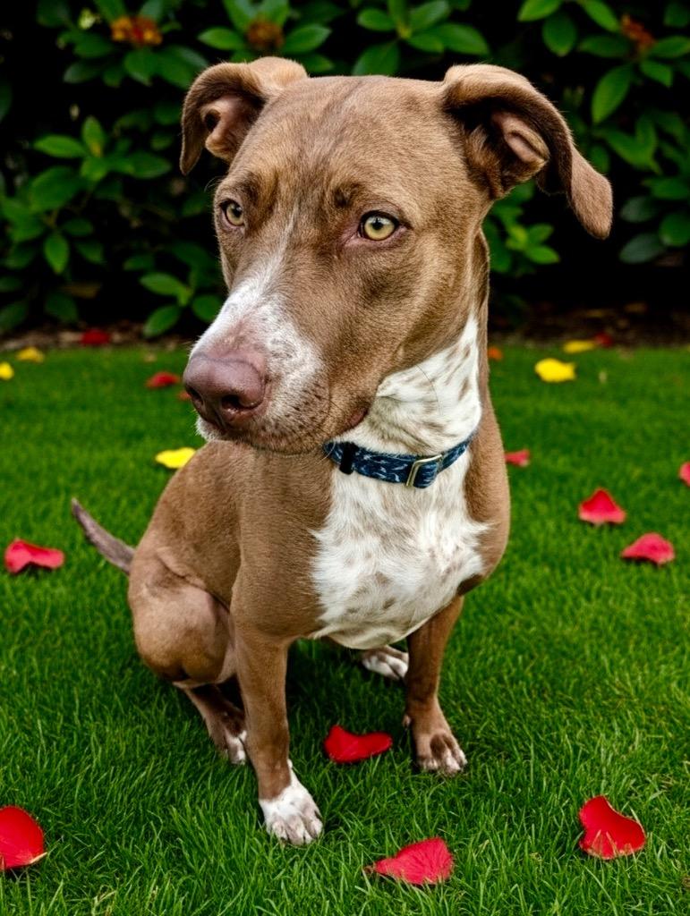 Enlarge Mon Cherie-Gentle Girl-Adoption Fee Sponsored!, a Adoptable mixed breed in Fort Myers, FL image 3/6