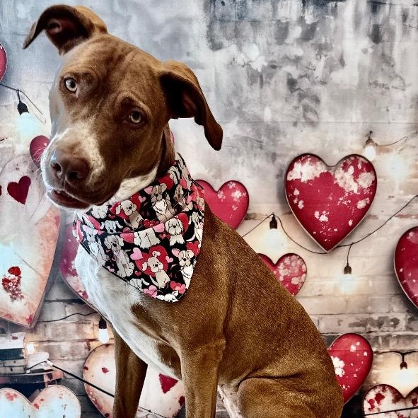 Mon Cherie-Gentle Girl-Adoption Fee Sponsored!, Adoptable, Adult Female Labrador Retriever & Pointer.