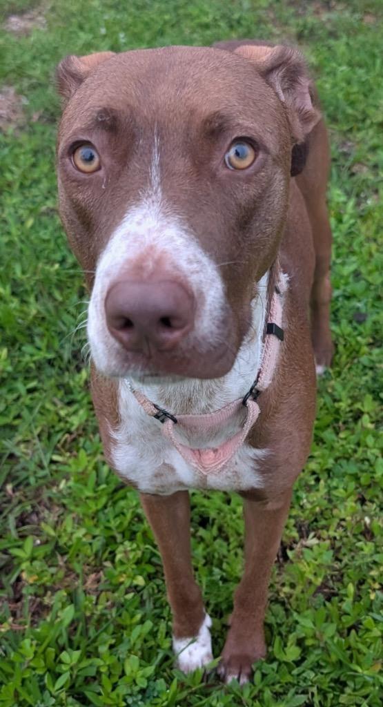 Enlarge Mon Cherie-Gentle Girl-Adoption Fee Sponsored!, a Adoptable mixed breed in Fort Myers, FL image 4/6