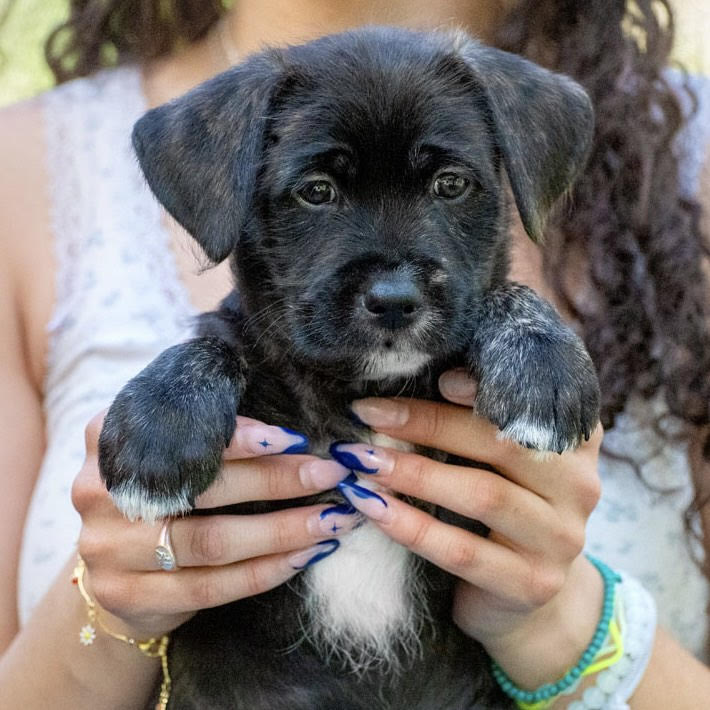 Dog for adoption Enzo, a Schnauzer & Labrador Retriever Mix in Boulder, CO Petfinder