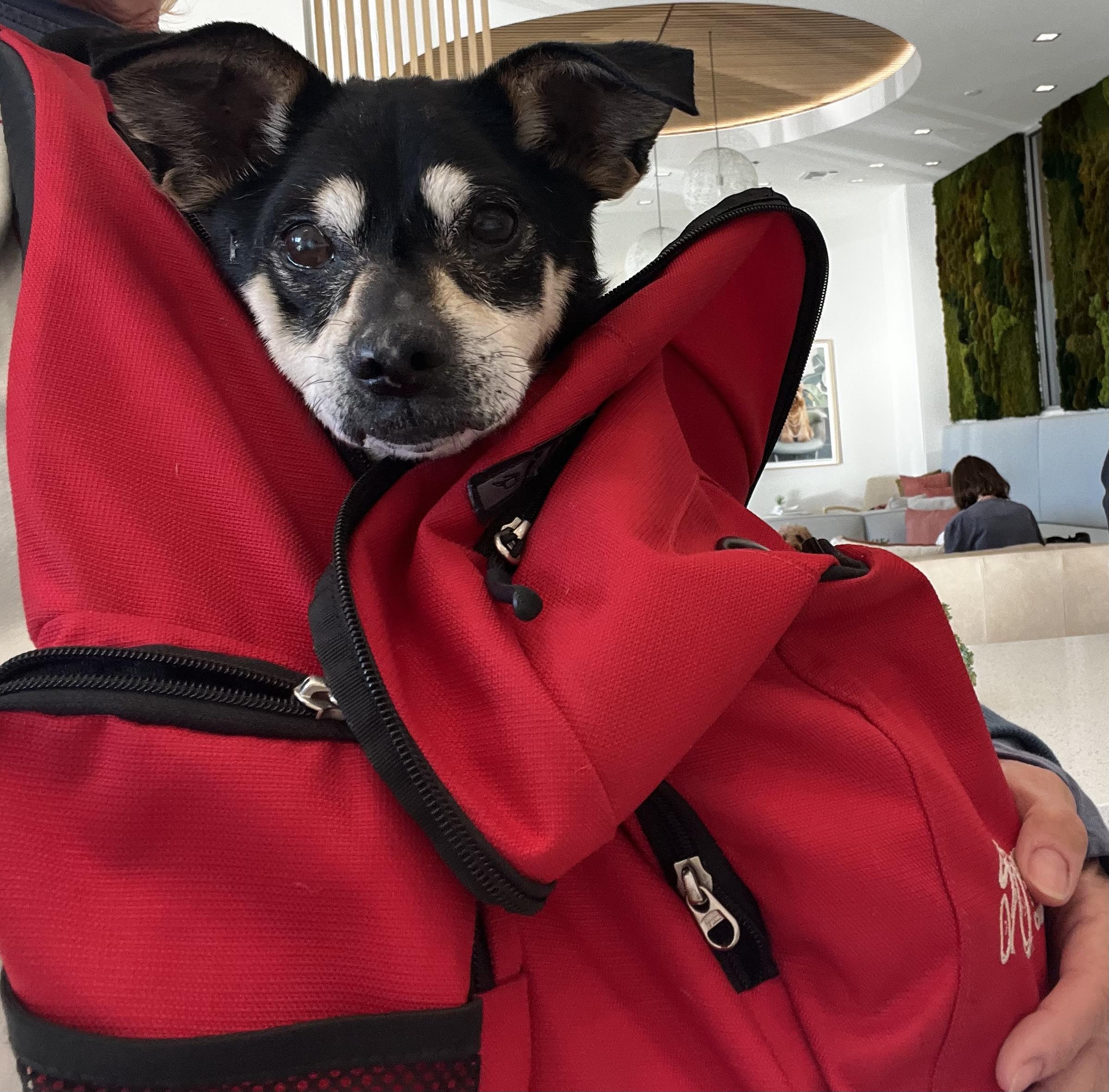 Enlarge Marcus, a ADOPTABLE Chihuahua in Laguna Beach, CA image 4/4