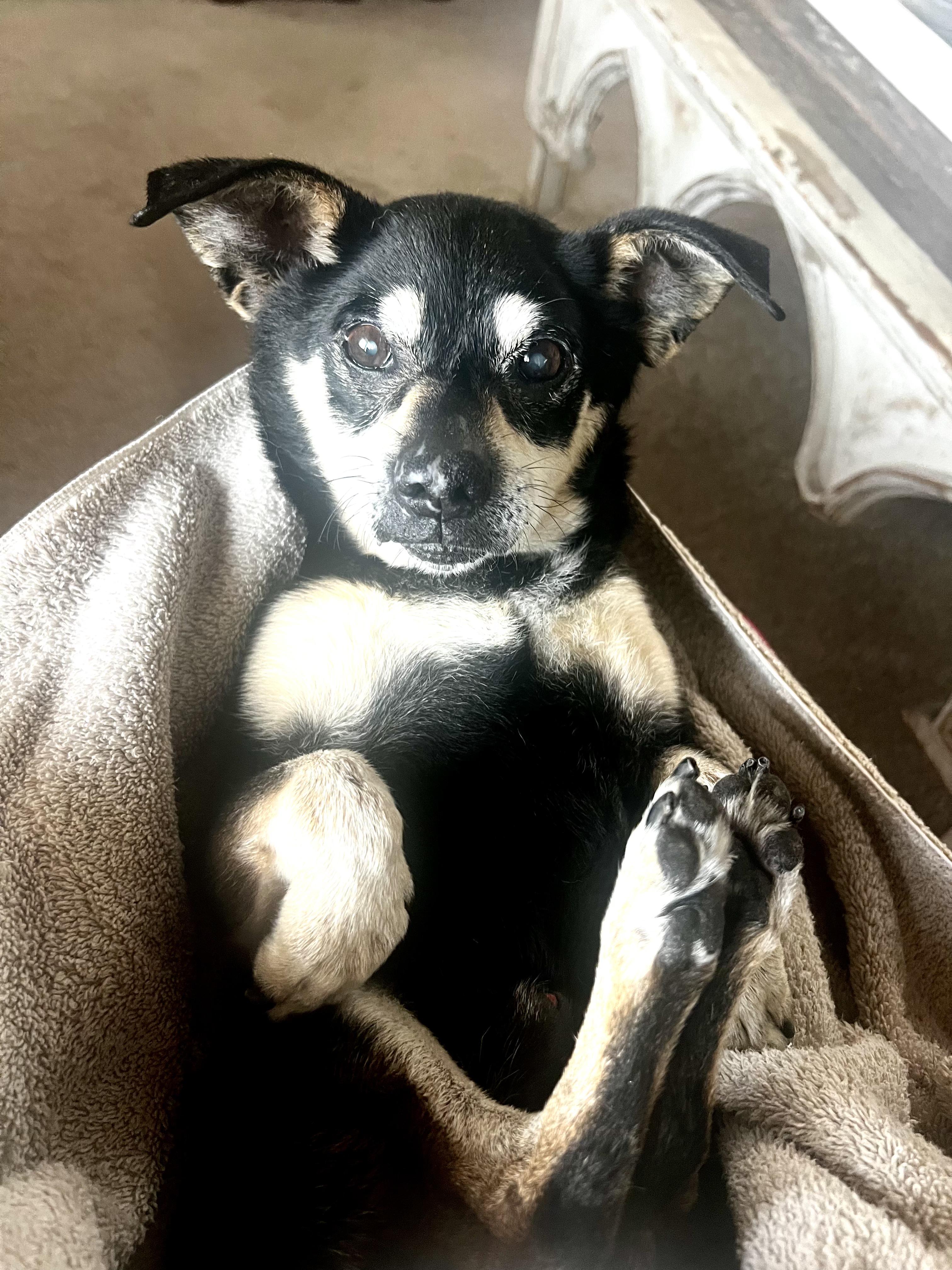 Enlarge Marcus, a ADOPTABLE Chihuahua in Laguna Beach, CA image 3/4