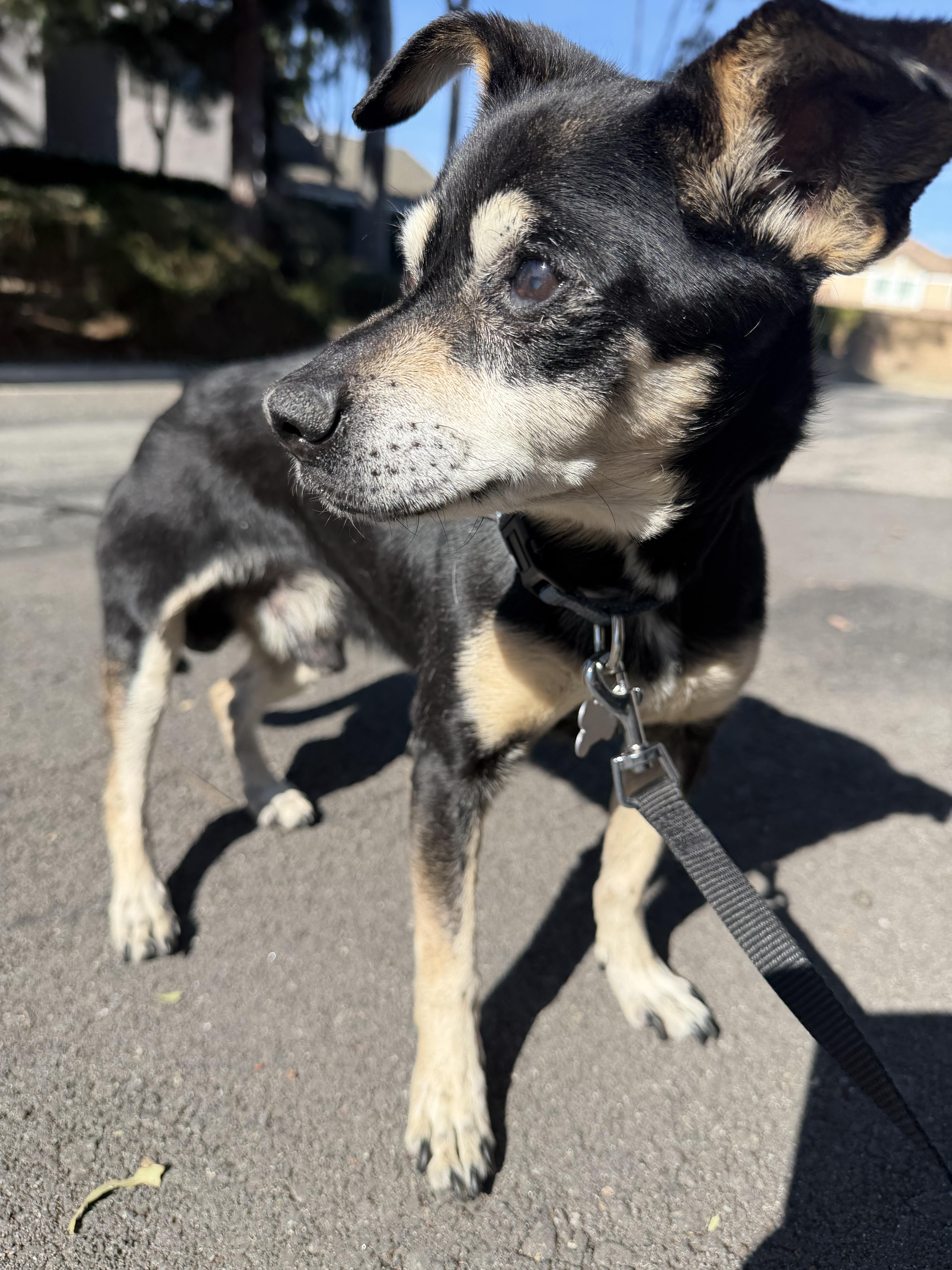 Enlarge Marcus, a ADOPTABLE Chihuahua in Laguna Beach, CA image 2/4