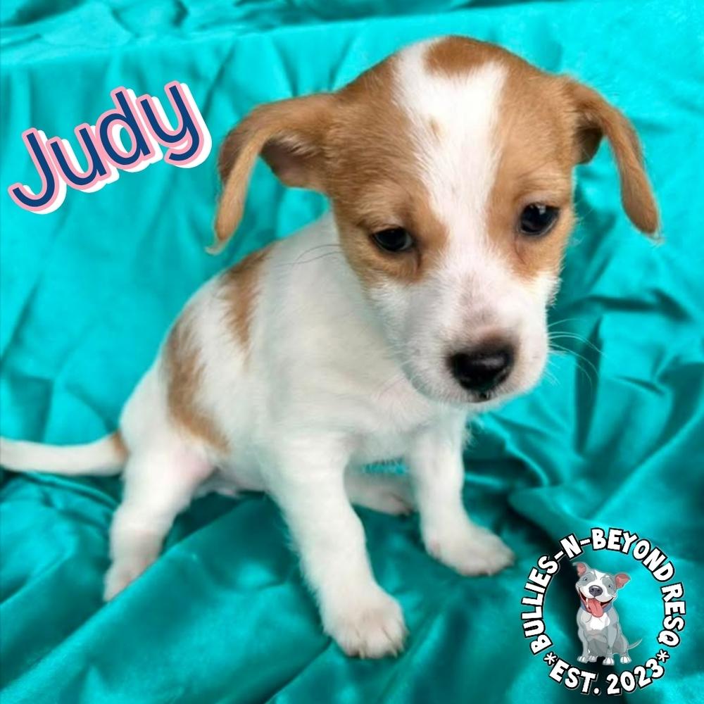 Enlarge Hollywood Litter: Judy, a Adoptable mixed breed in Omaha, NE image 1/6