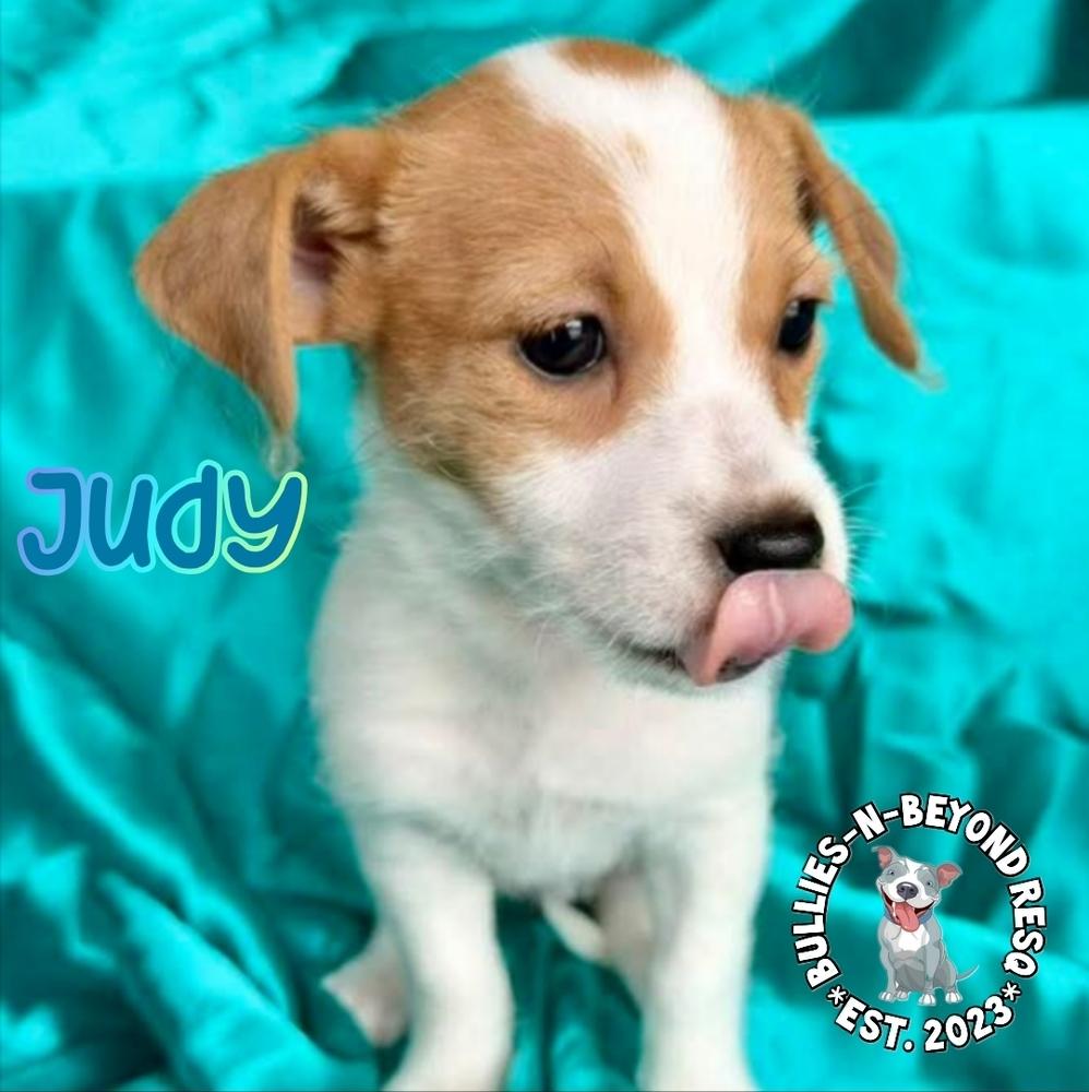 Enlarge Hollywood Litter: Judy, a Adoptable mixed breed in Omaha, NE image 4/6