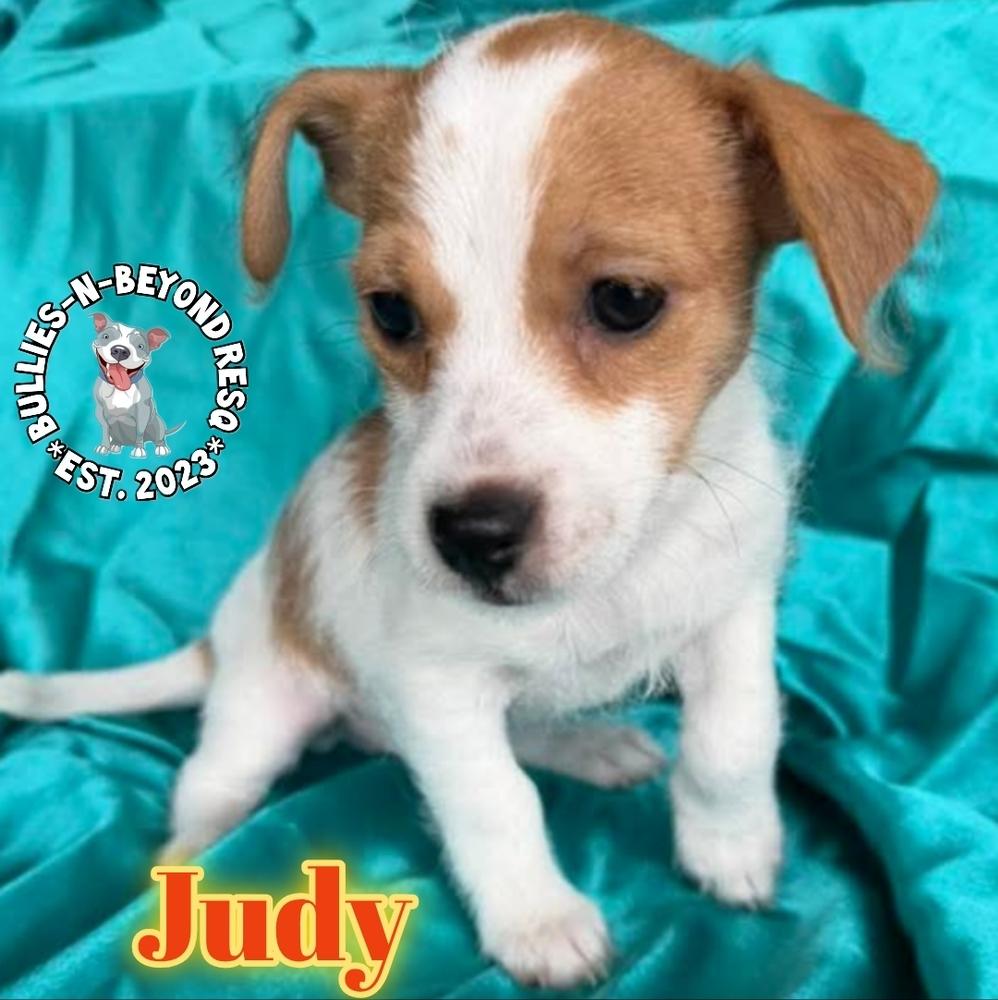 Enlarge Hollywood Litter: Judy, a Adoptable mixed breed in Omaha, NE image 6/6