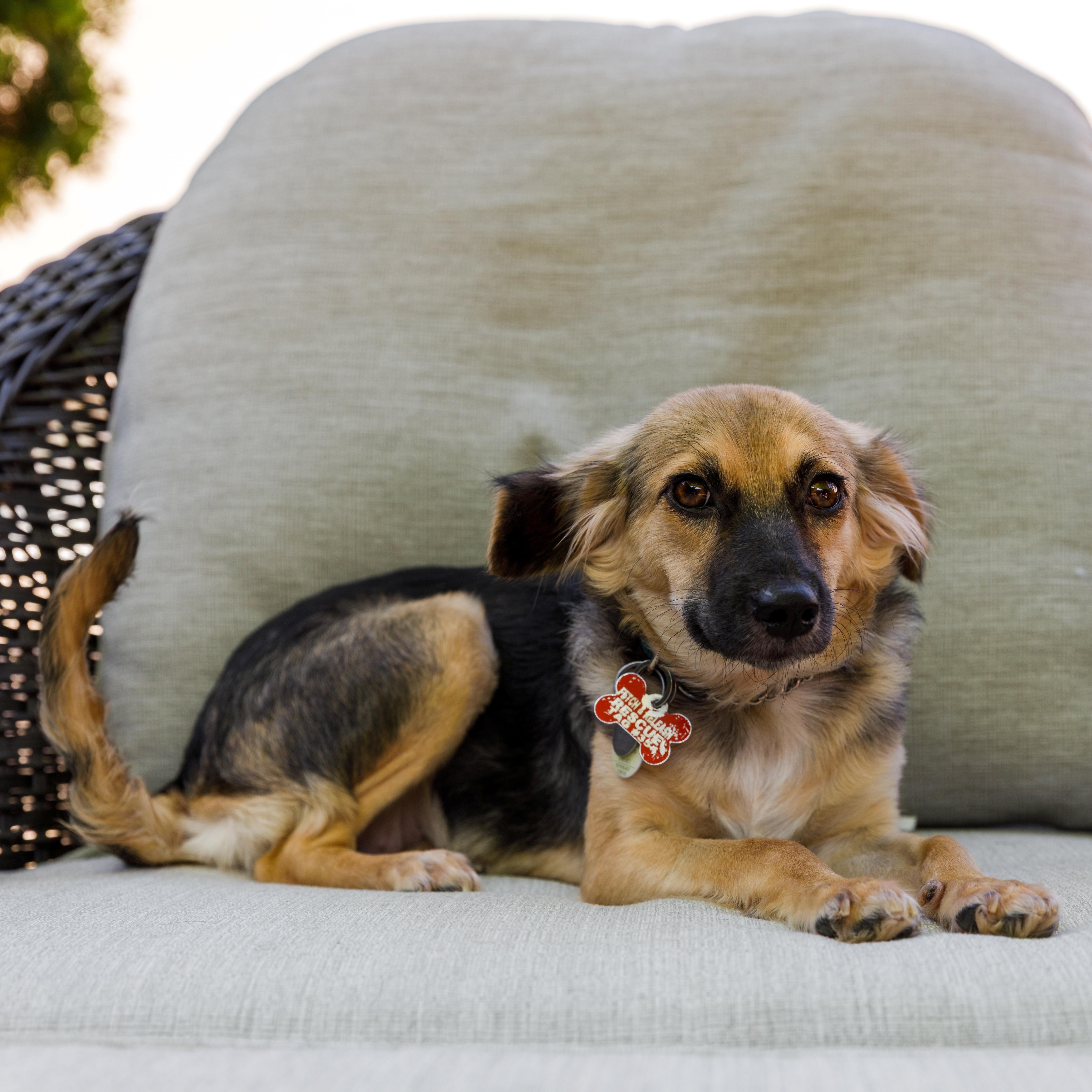 Trudy, a ADOPTABLE Mixed Breed in Mississauga, ON image 3/6