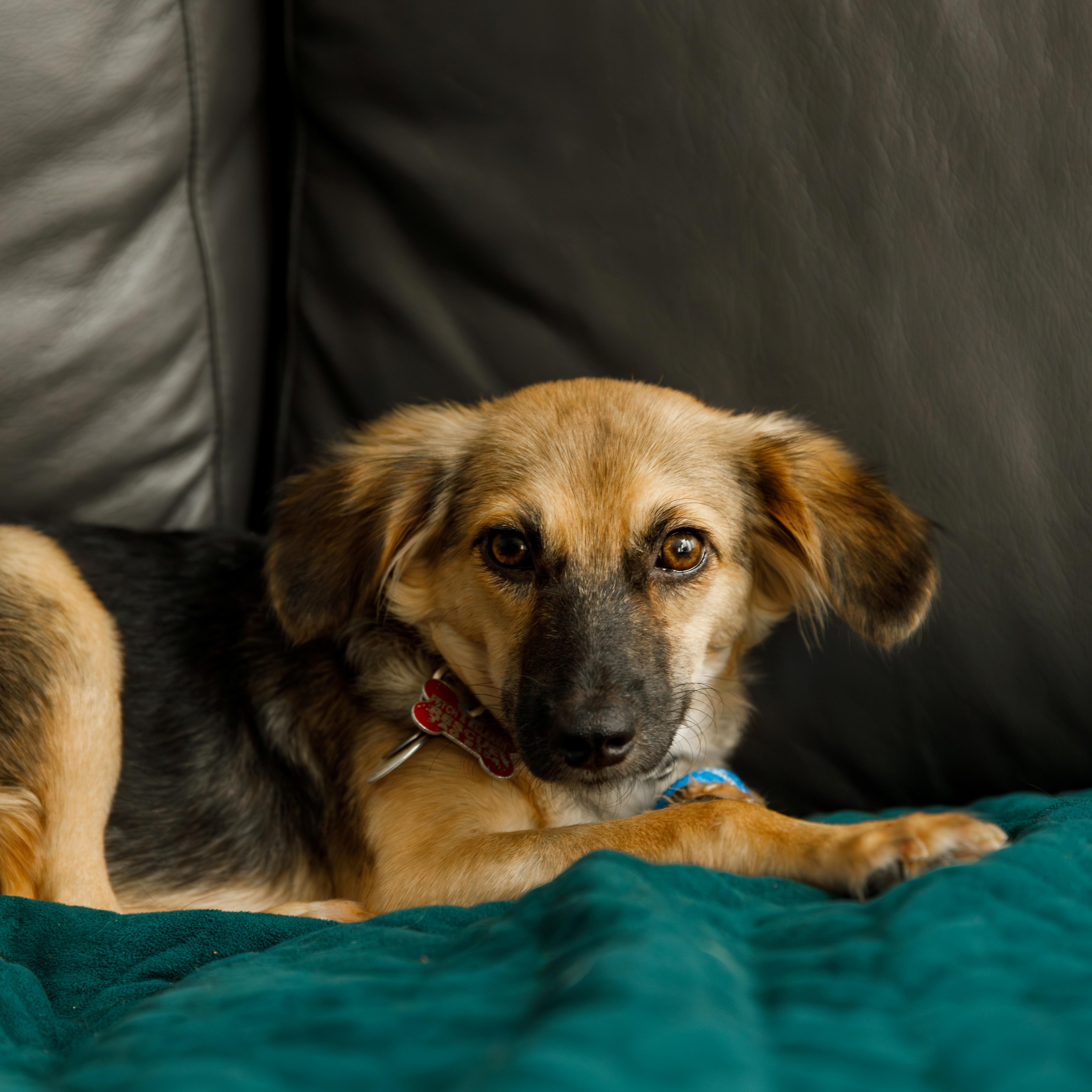 Trudy, a ADOPTABLE Mixed Breed in Mississauga, ON image 4/6