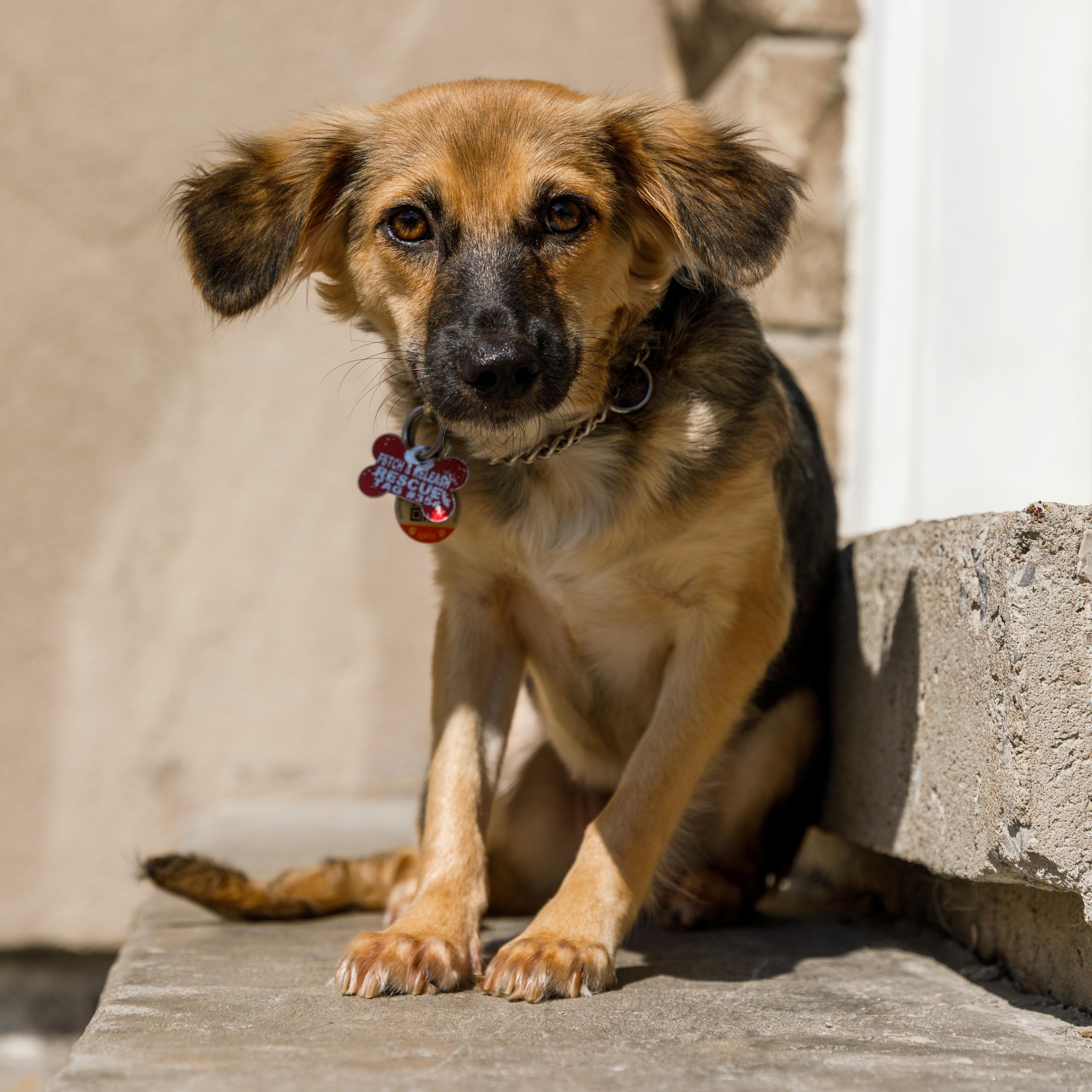 Trudy, a ADOPTABLE Mixed Breed in Mississauga, ON image 6/6