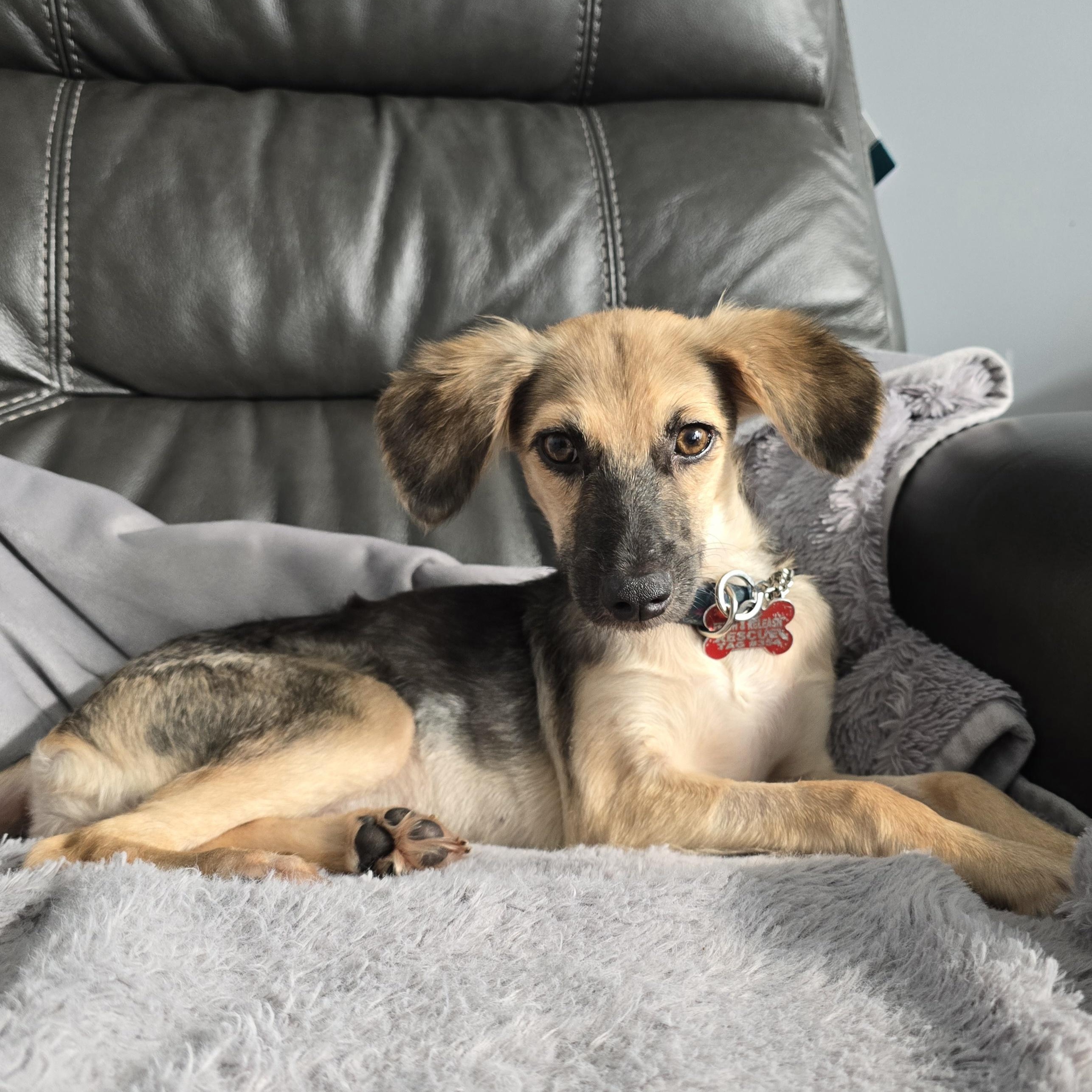 Trudy, a ADOPTABLE Mixed Breed in Mississauga, ON image 2/6
