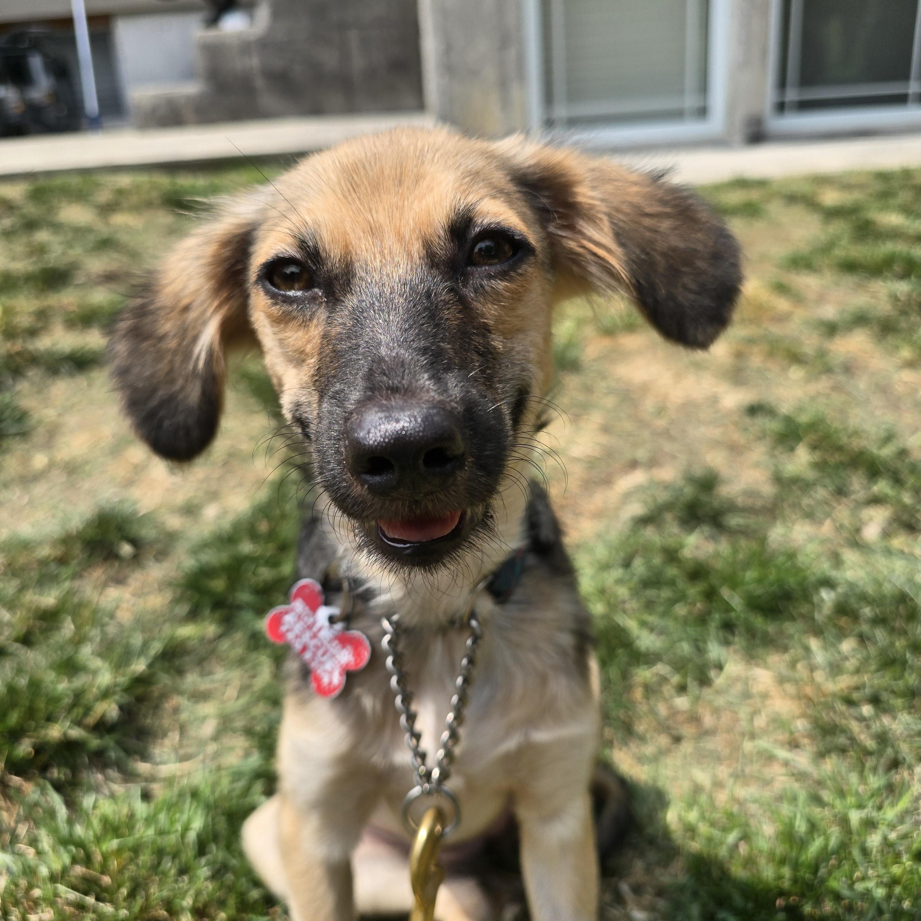 Trudy, a ADOPTABLE Mixed Breed in Mississauga, ON image 1/6