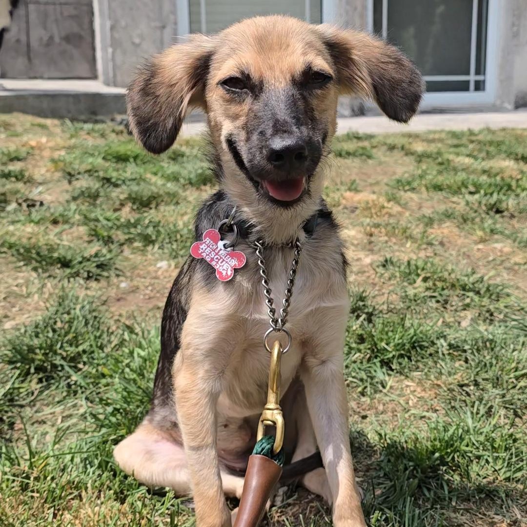 Trudy, a ADOPTABLE Mixed Breed in Mississauga, ON image 5/6