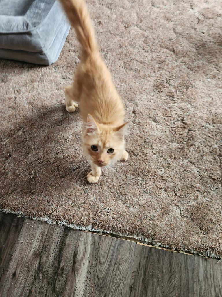 Enlarge Zepher, a Adopted mixed breed in Rice Lake, WI image 1/1