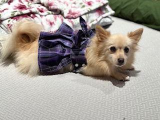 Gretel, Adopted, Adult Female Pomeranian.