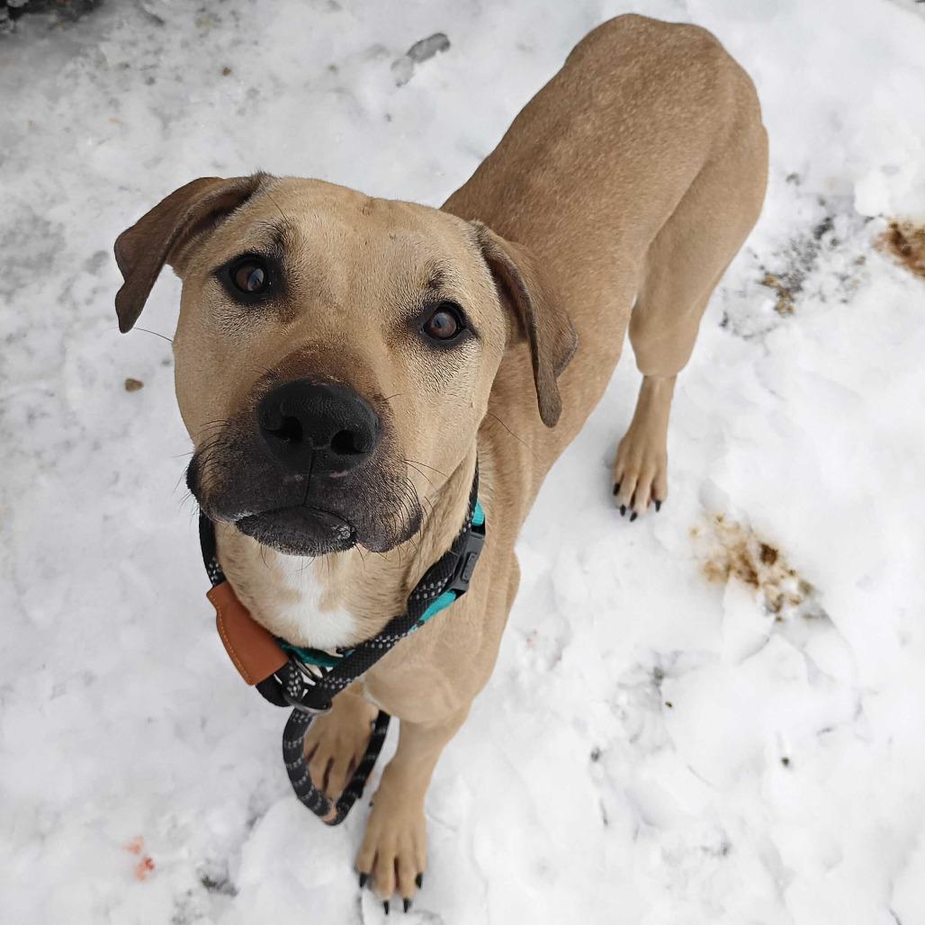 Enlarge Milo, a Adoptable Mixed Breed in Dover, NH image 1/6
