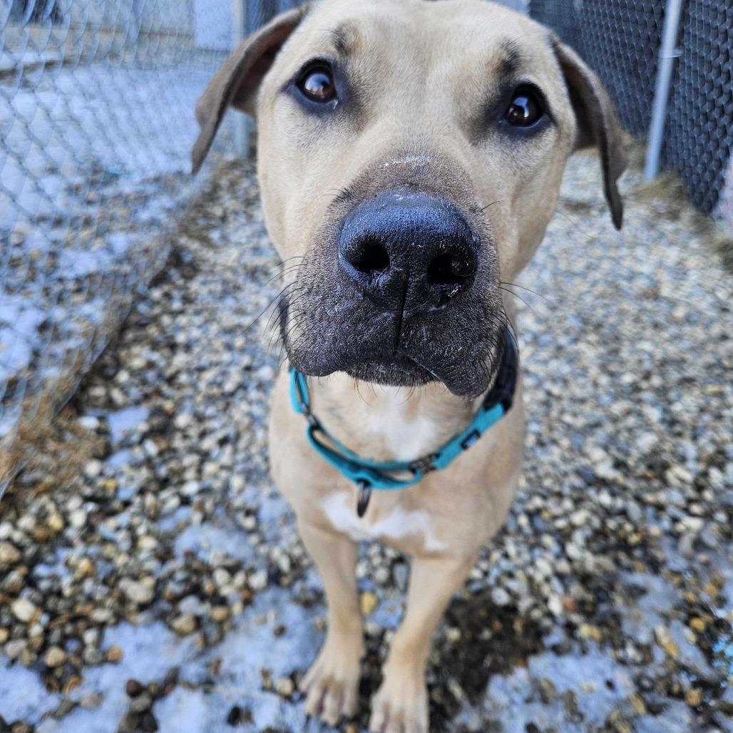 Enlarge Milo *Coming Soon*, a Adoptable Mixed Breed in Dover, NH image 2/6