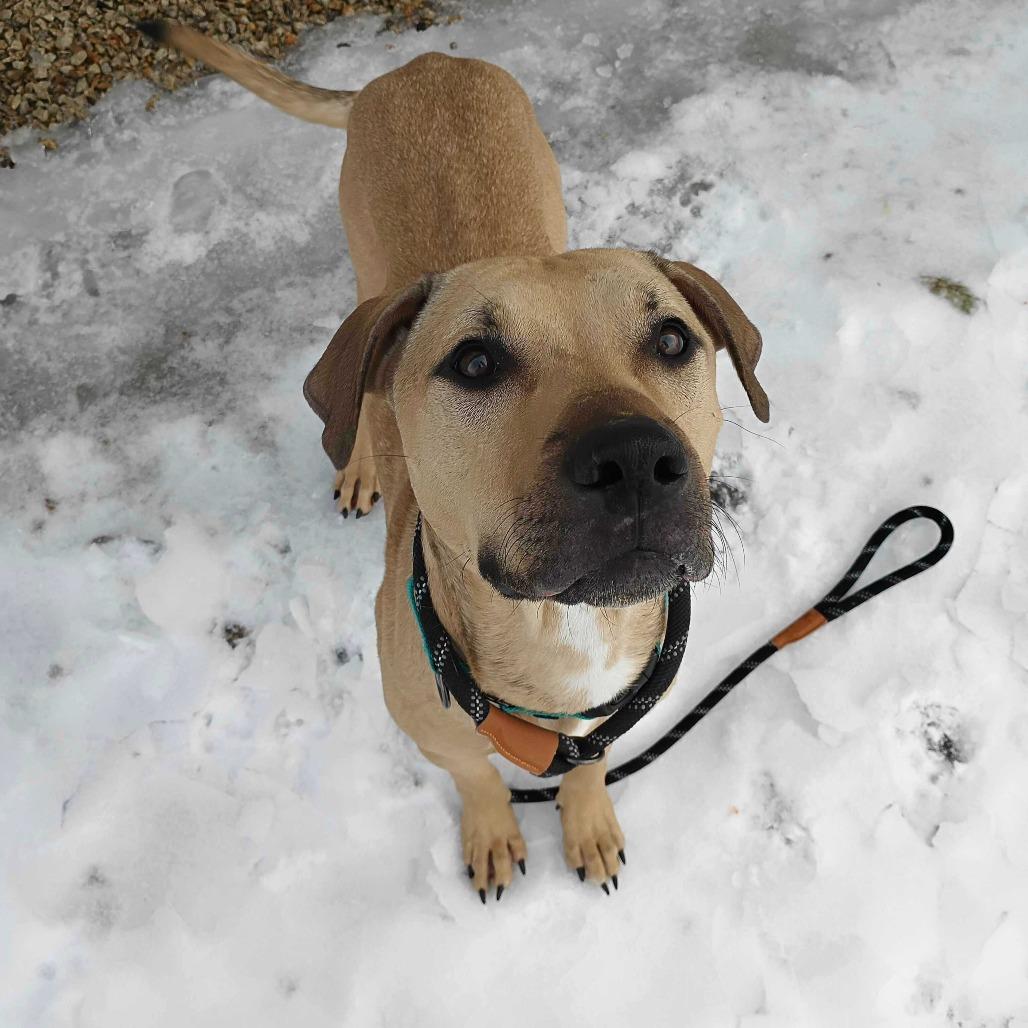 Enlarge Milo, a Adoptable Mixed Breed in Dover, NH image 2/6