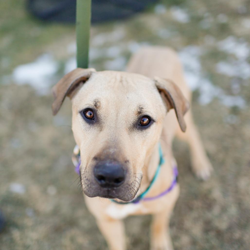 Milo *I Need Foster*, a Adoptable Mixed Breed in Dover, NH image 3/6