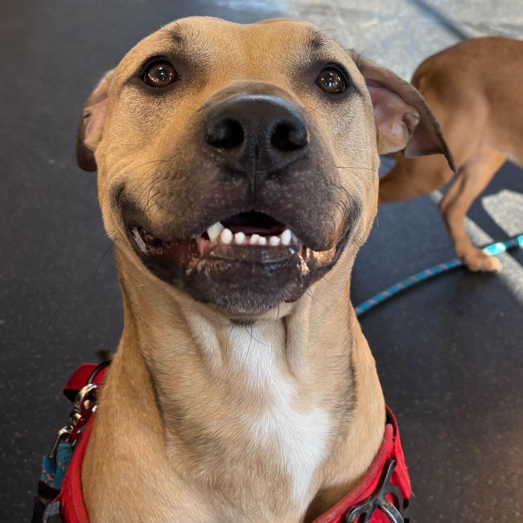 Enlarge Milo, a Adoptable Mixed Breed in Dover, NH image 4/6