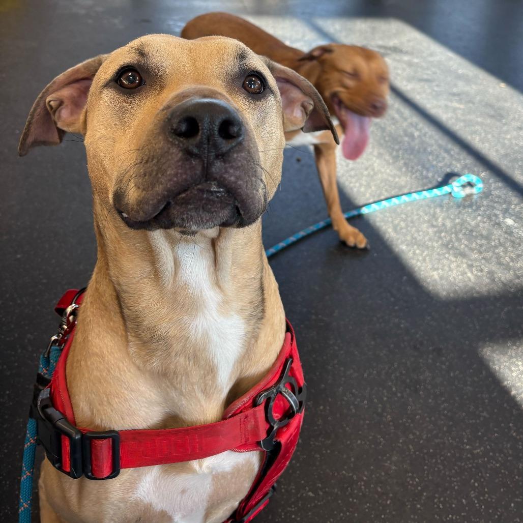 Enlarge Milo, a Adoptable Mixed Breed in Dover, NH image 5/6