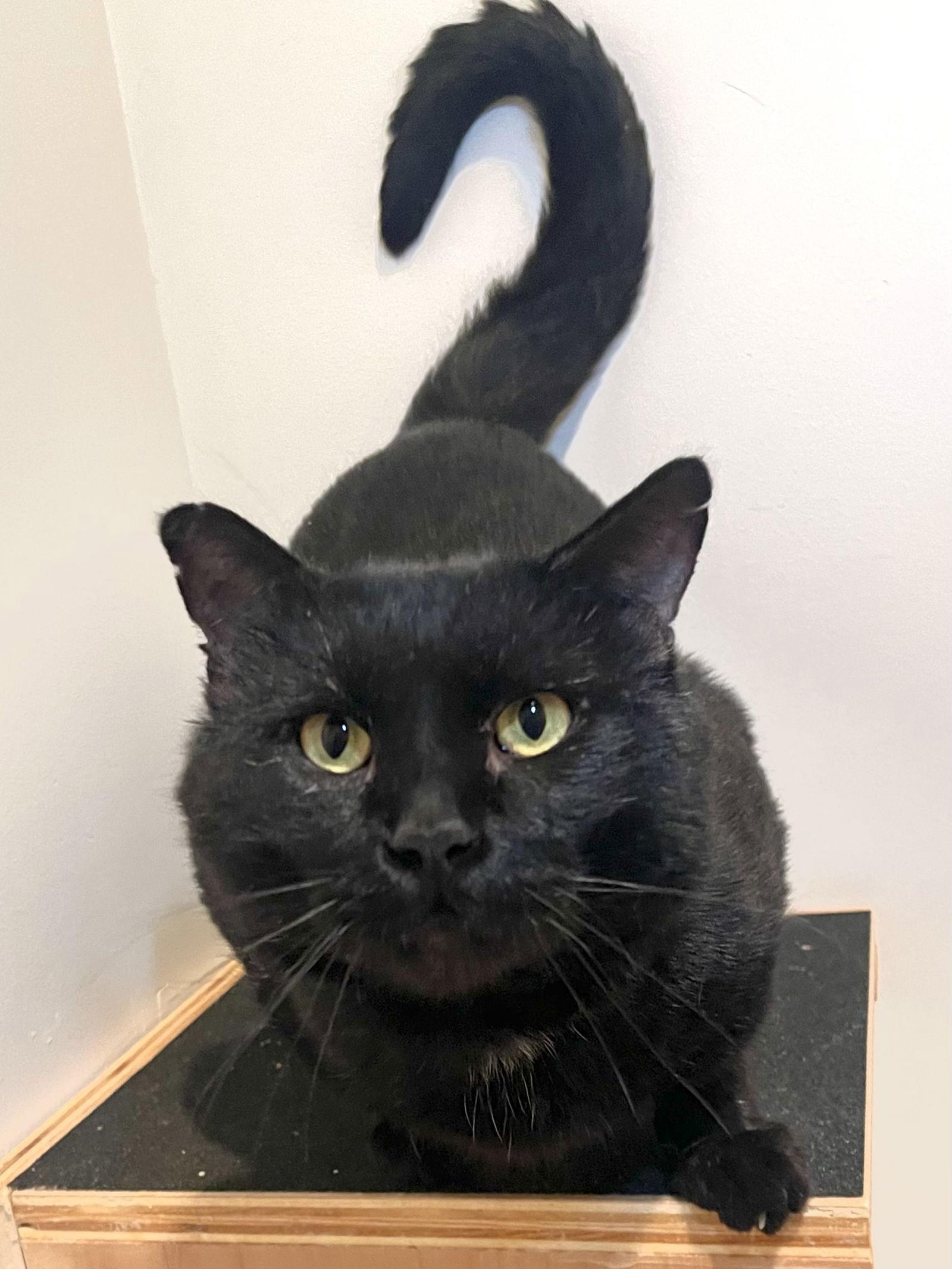 Snowball, Adoptable, Adult Male Domestic Short Hair.