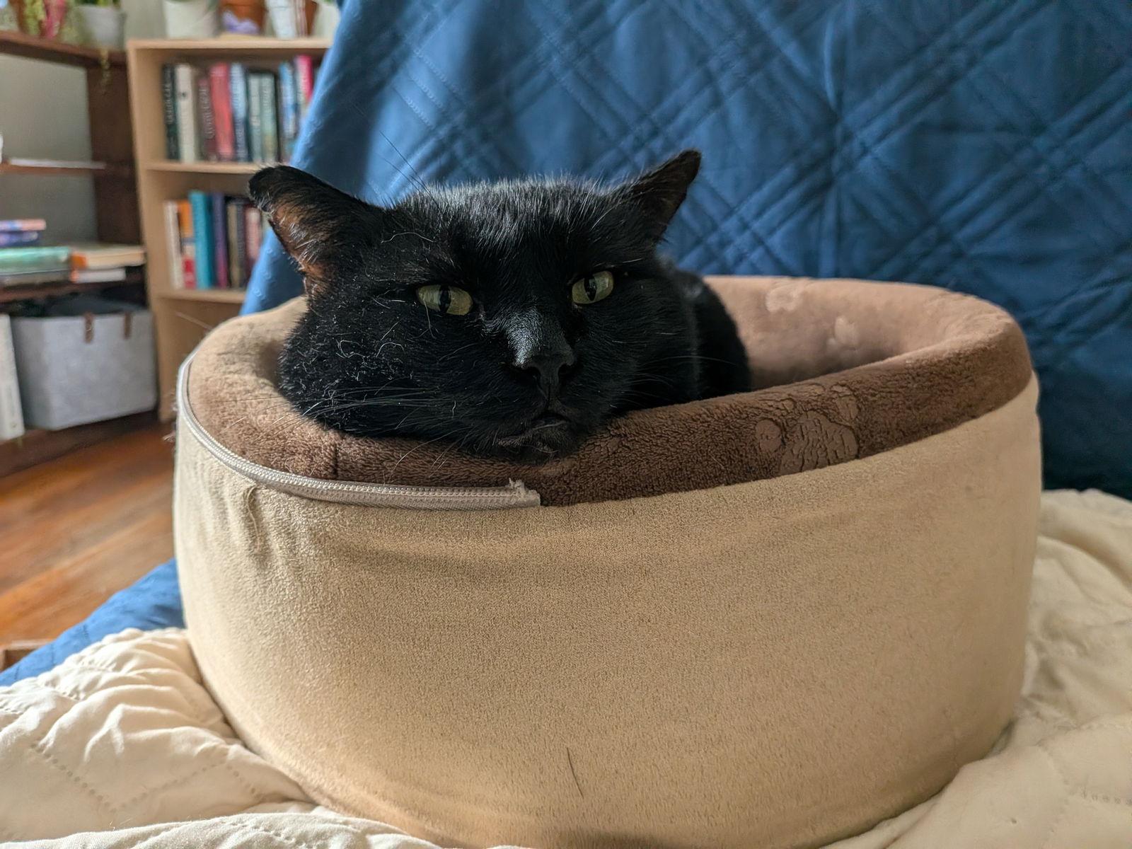 Enlarge Snowball, a Adoptable Domestic Short Hair in Oakland, CA image 2/3