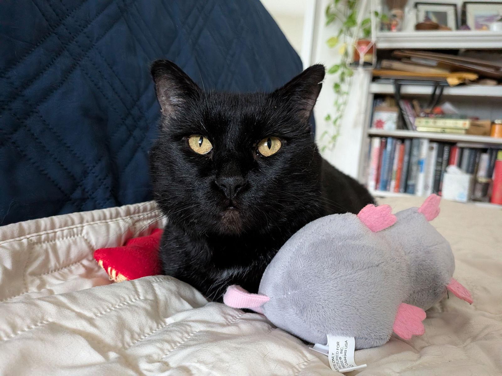 Enlarge Snowball, a Adoptable Domestic Short Hair in Oakland, CA image 3/3