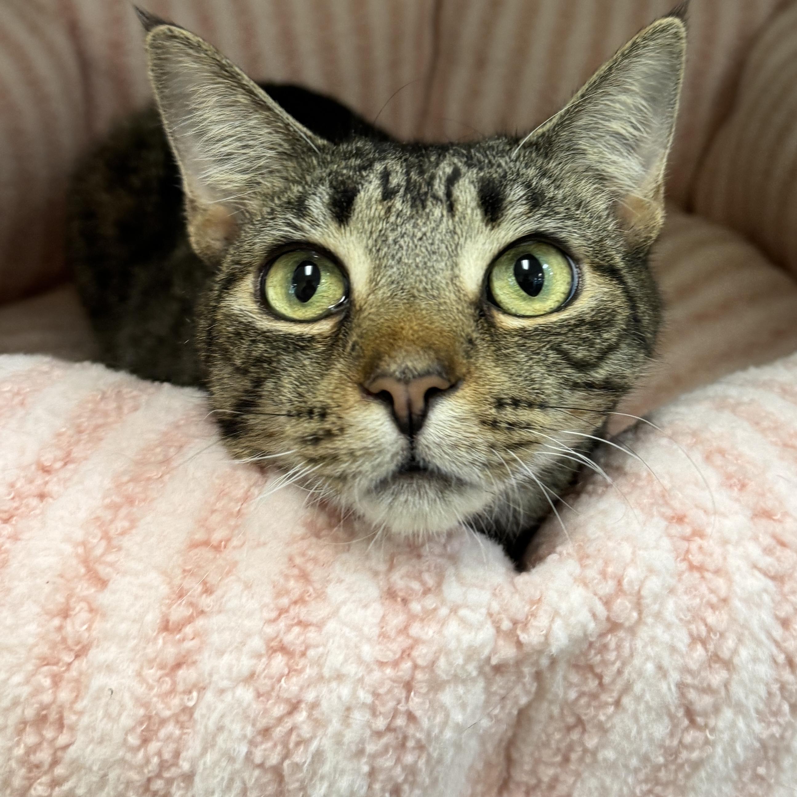 Enlarge Seraphina, a Adoptable Domestic Short Hair in Eatontown, NJ image 1/6