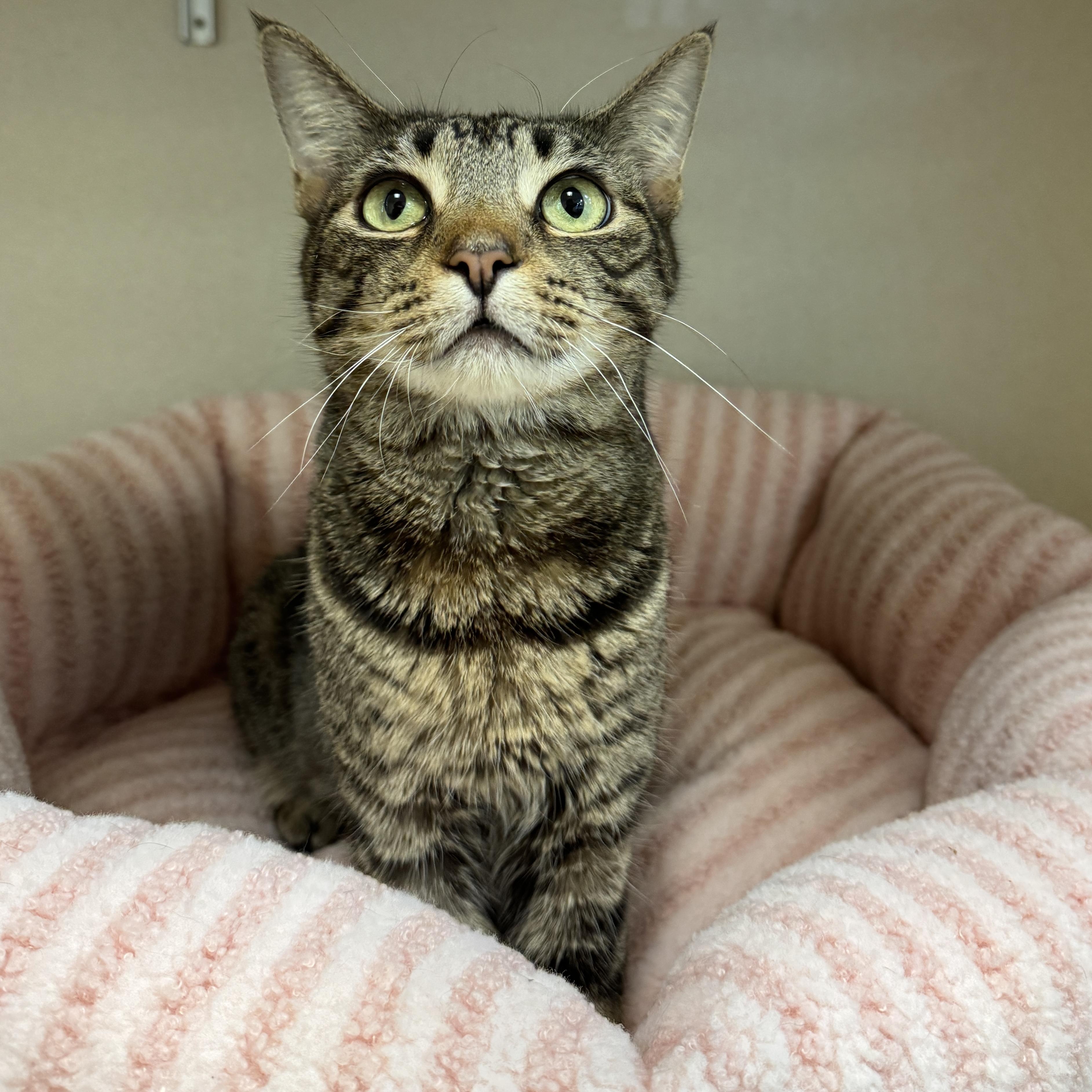 Enlarge Seraphina, a Adoptable Domestic Short Hair in Eatontown, NJ image 4/6