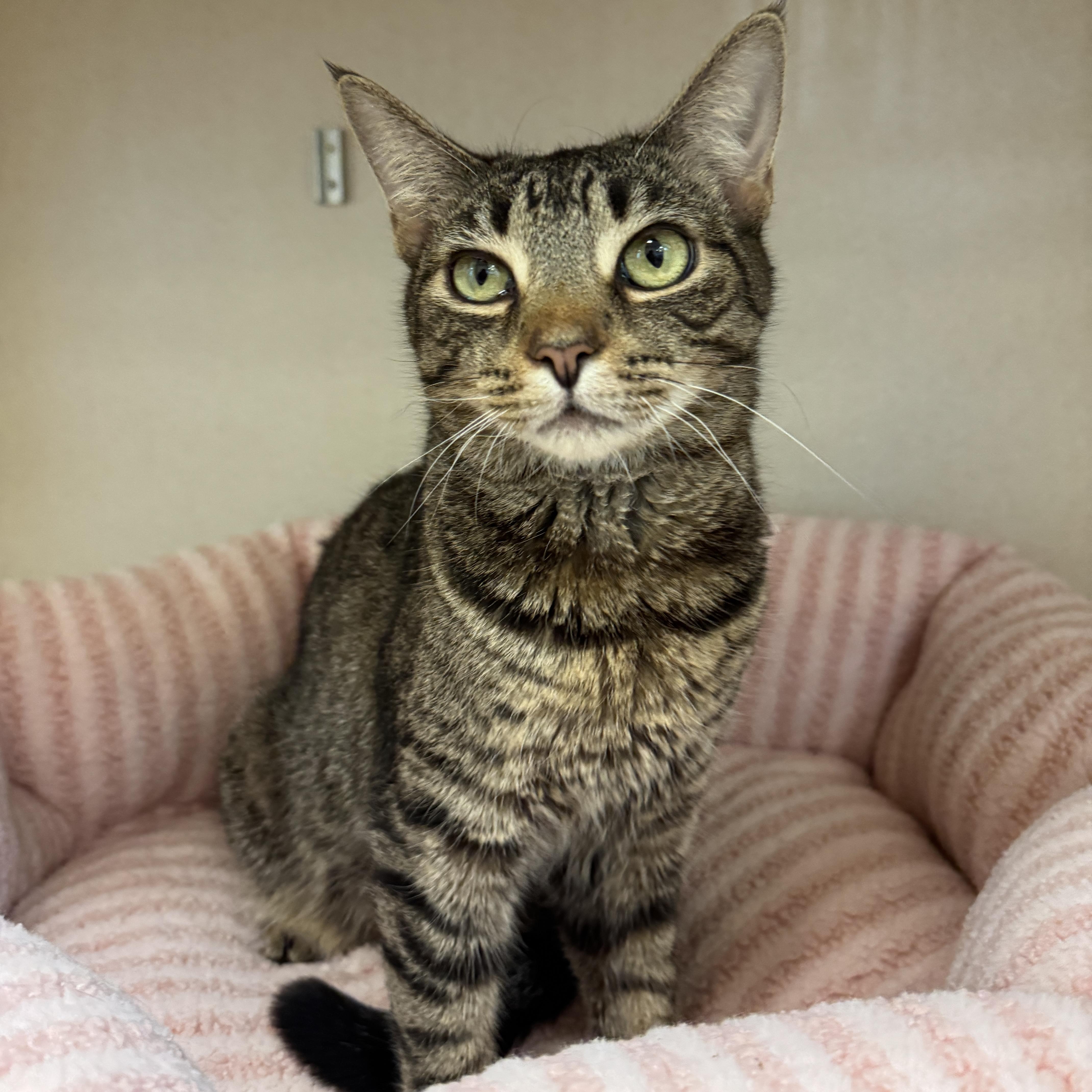 Enlarge Seraphina, a Adoptable Domestic Short Hair in Eatontown, NJ image 6/6