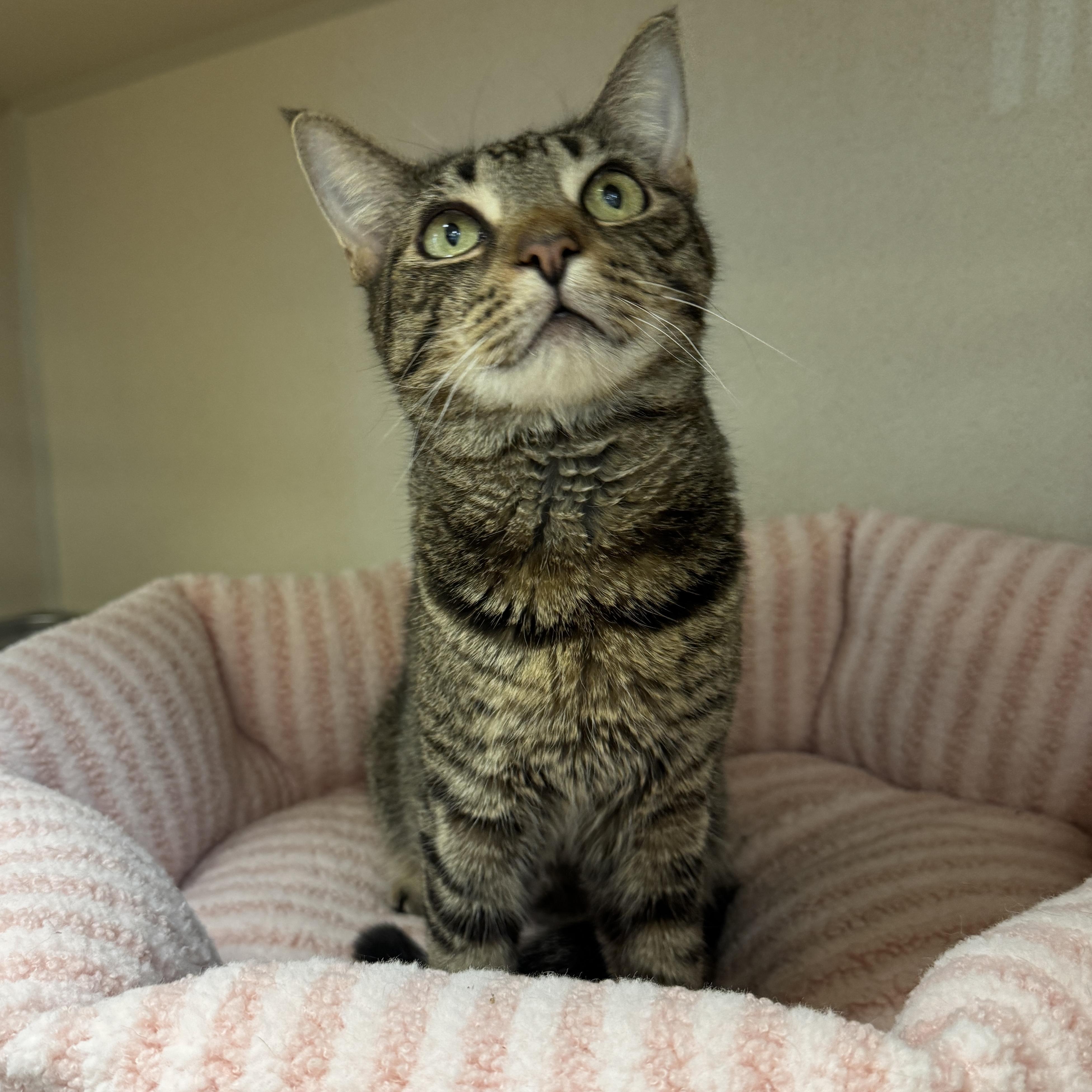 Enlarge Seraphina, a Adoptable Domestic Short Hair in Eatontown, NJ image 3/6