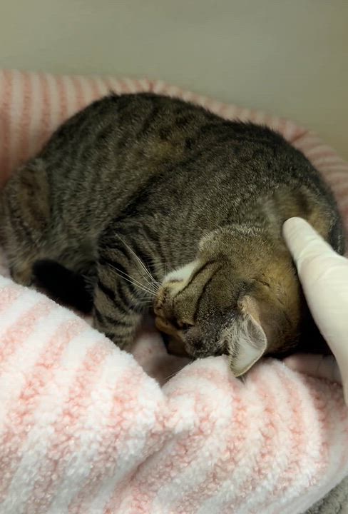 Enlarge Seraphina, a Adoptable Domestic Short Hair in Eatontown, NJ video 2/6