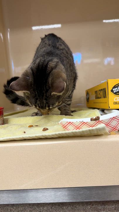 Enlarge Seraphina, a Adoptable Domestic Short Hair in Eatontown, NJ video 5/6