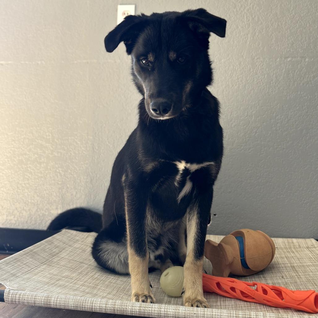 Boudreaux, Adoptable, Young Male Shepherd.