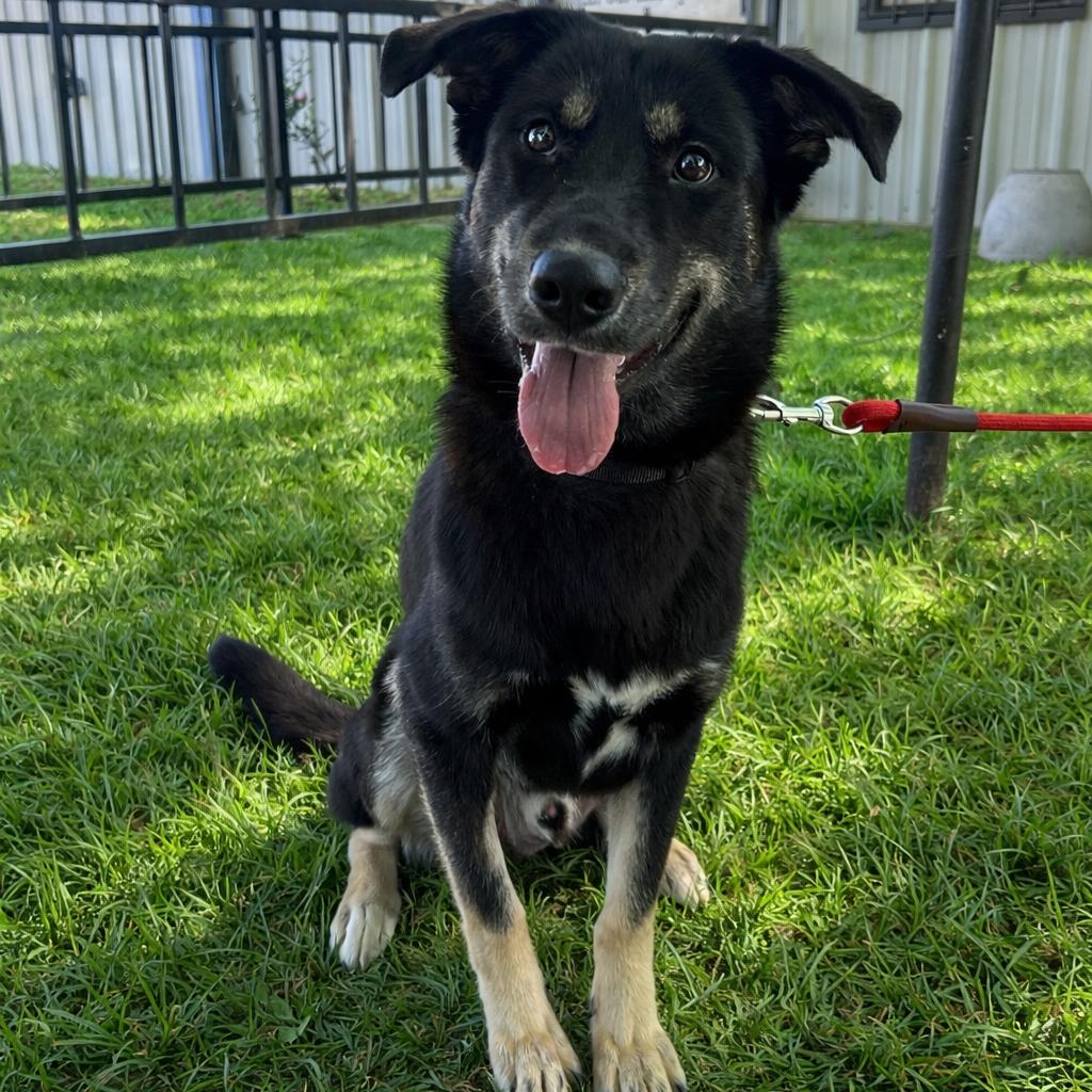 Enlarge Boudreaux, a Adoptable Shepherd in Mount Pleasant, TX image 3/5