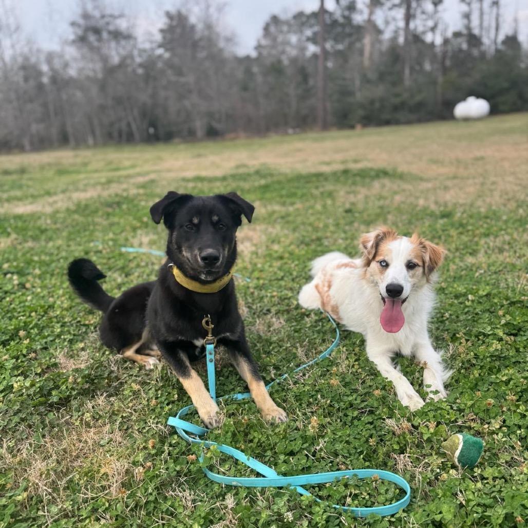 Enlarge Boudreaux, a Adoptable Shepherd in Mount Pleasant, TX image 4/5