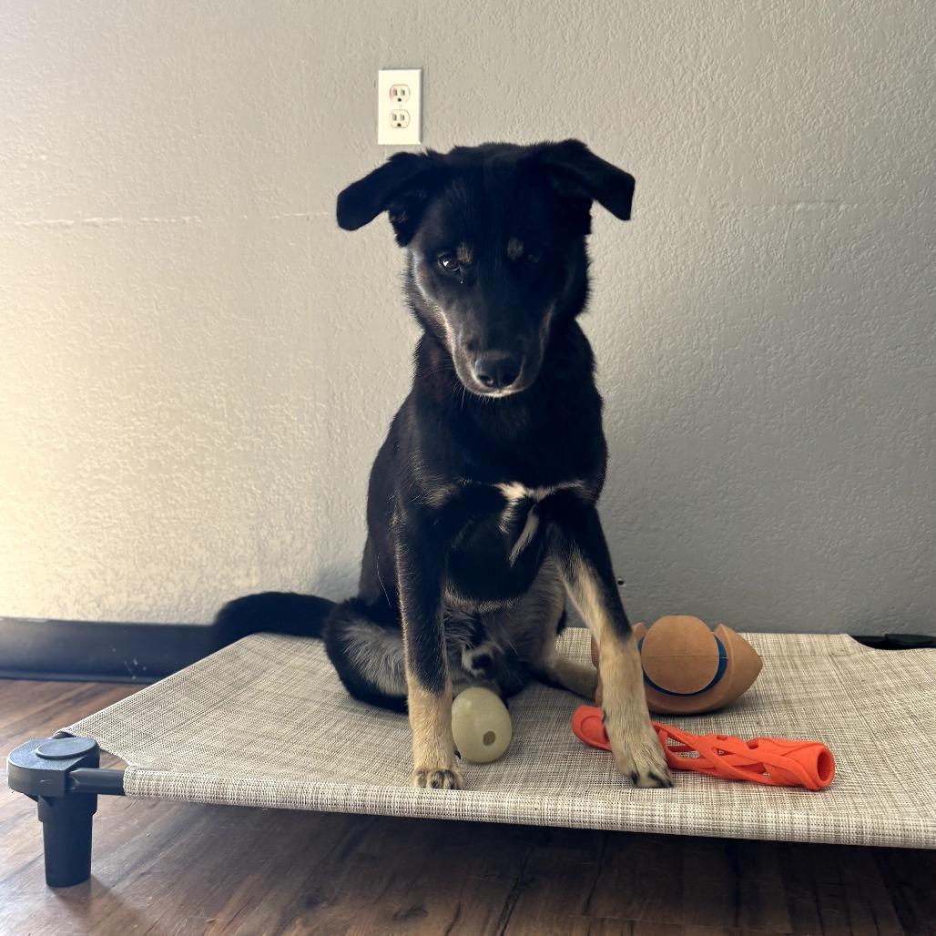 Enlarge Boudreaux, a Adoptable Shepherd in Mount Pleasant, TX image 2/3