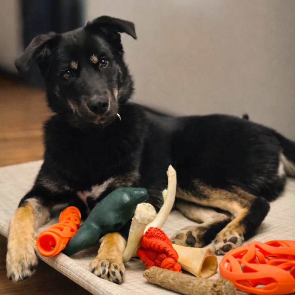 Enlarge Boudreaux, a Adoptable Shepherd in Mount Pleasant, TX image 2/5
