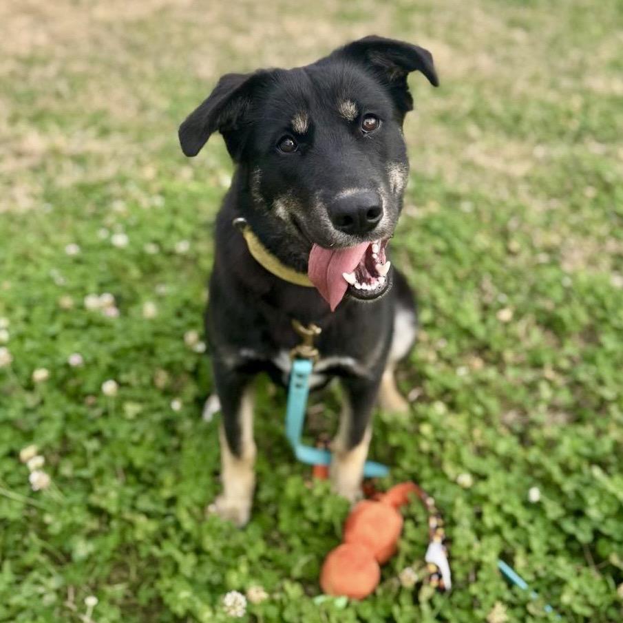 Enlarge Boudreaux, a Adoptable Shepherd in Mount Pleasant, TX image 1/5