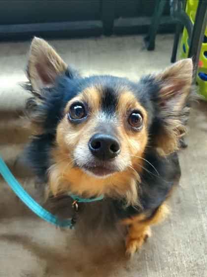 Chunk, adopted, Adult Male Chihuahua.