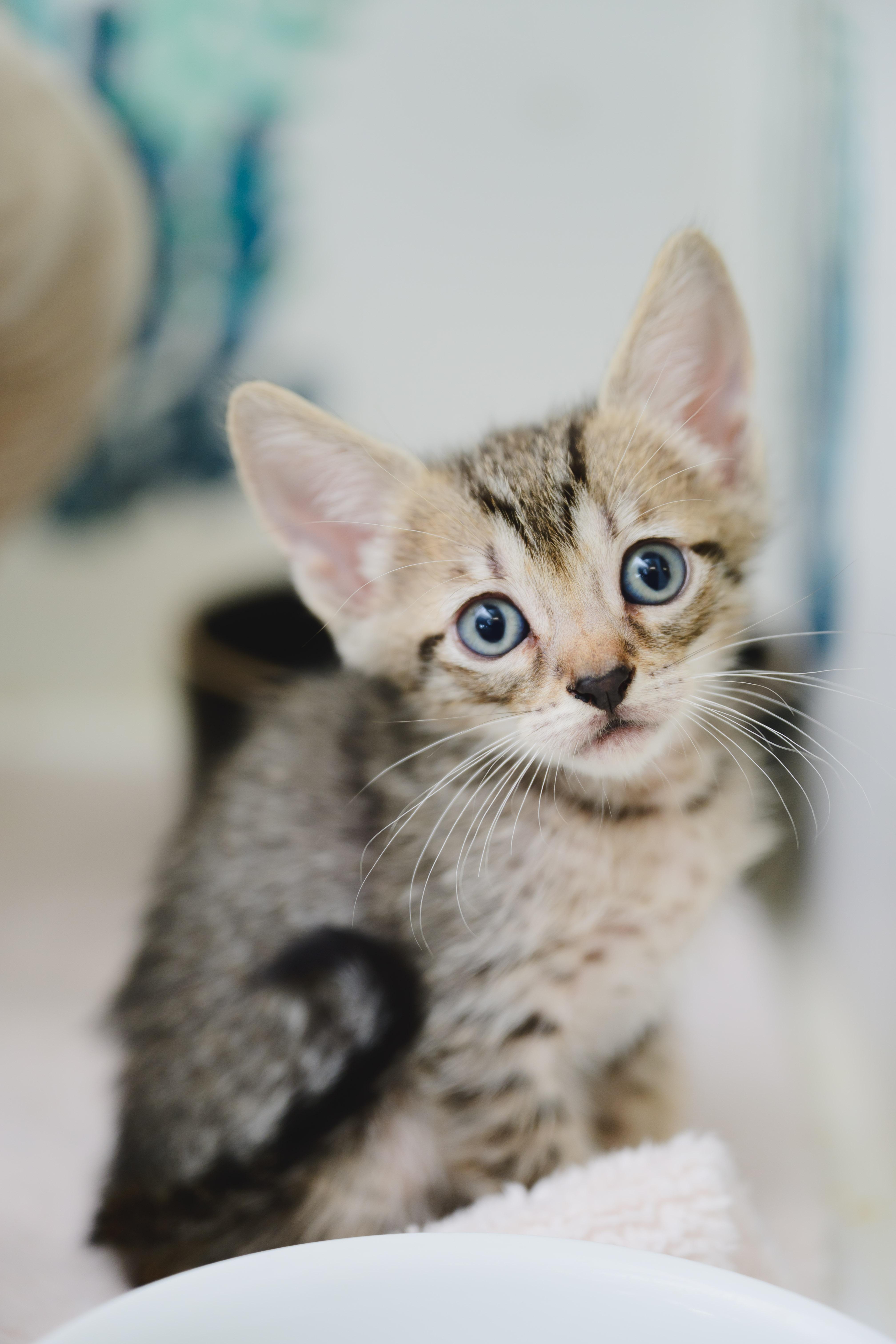 Peaberry, Adopted, Young Female Domestic Short Hair.