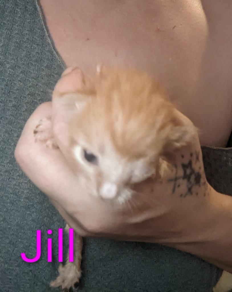 Enlarge Jill, a Adoptable mixed breed in Ada, OK image 1/1