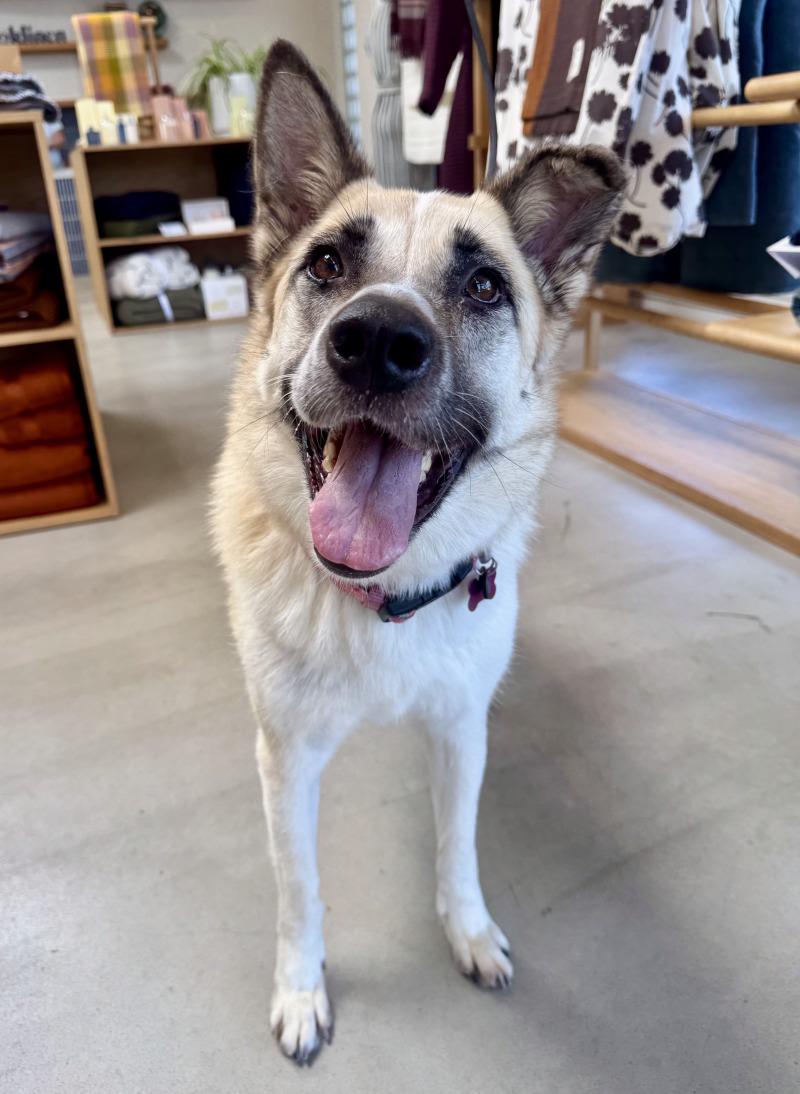 Cleopatra, Adoptable, Adult Female Shepherd & Mixed Breed.