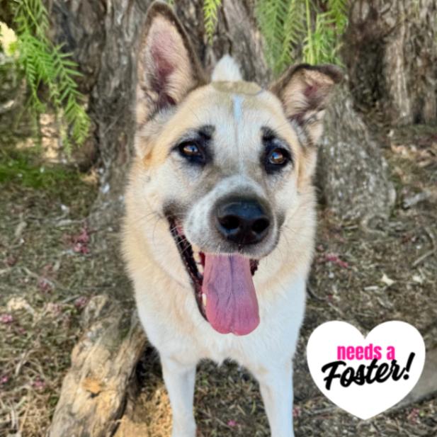 Cleopatra, Adoptable, Adult Female Shepherd & Mixed Breed.