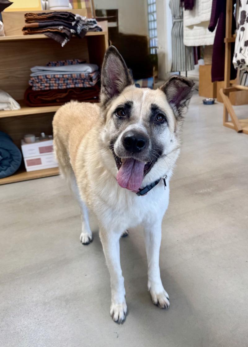 Enlarge Cleopatra, a Adoptable mixed breed in Valley Village, CA image 3/6