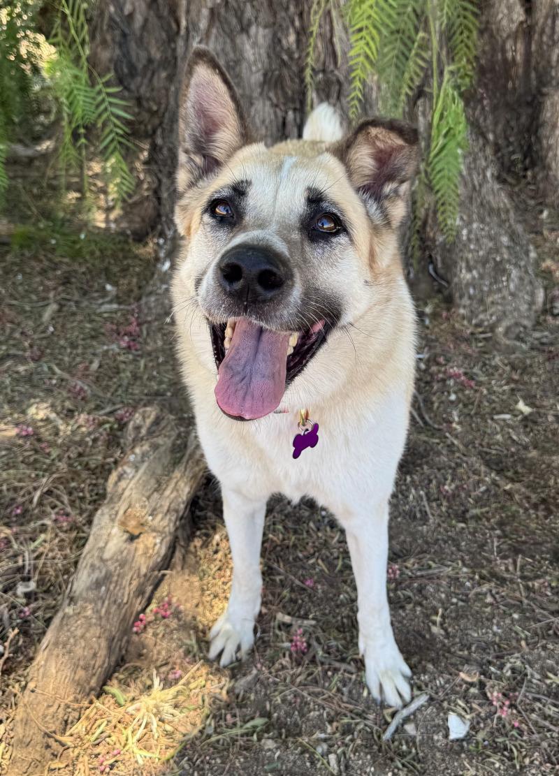 Enlarge Cleopatra, a Adoptable mixed breed in Valley Village, CA image 2/6