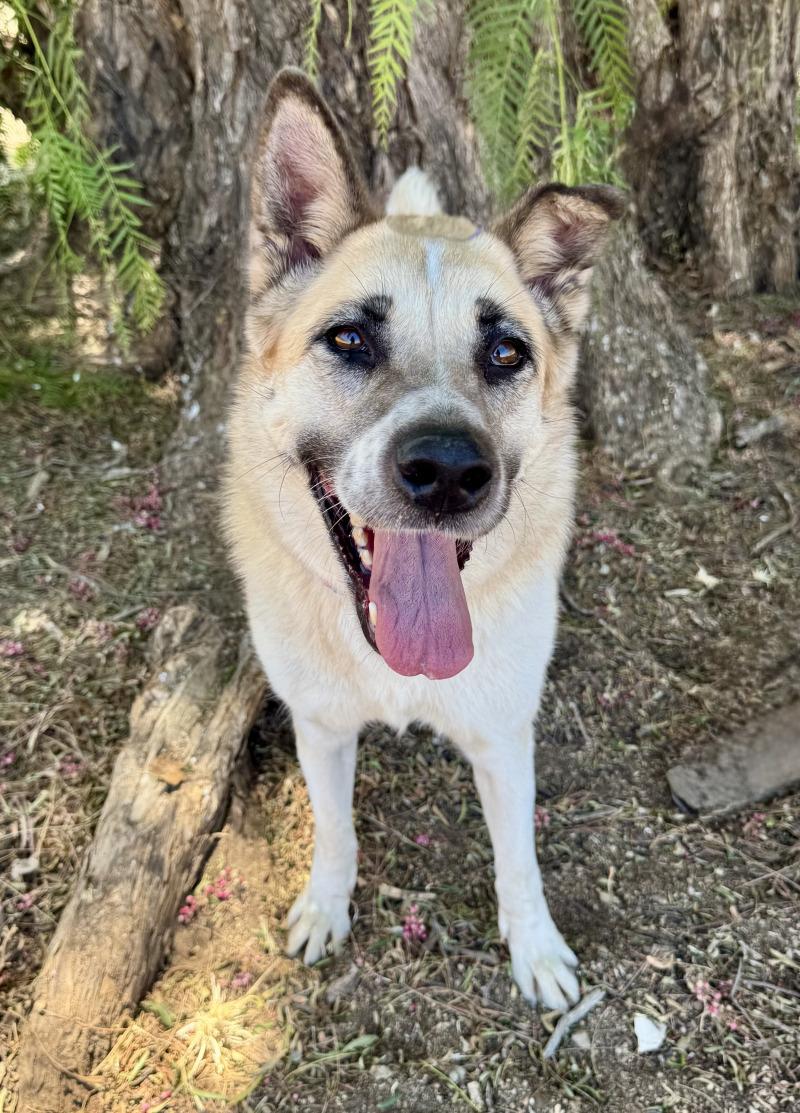 Enlarge Cleopatra, a Adoptable mixed breed in Valley Village, CA image 3/6