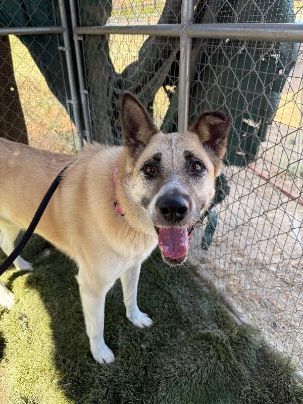 Enlarge Cleopatra, a Adoptable mixed breed in Valley Village, CA image 4/6