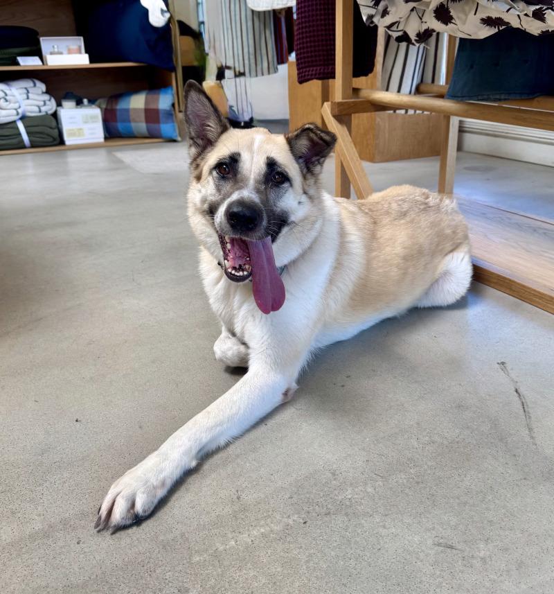 Enlarge Cleopatra, a Adoptable mixed breed in Valley Village, CA image 5/6